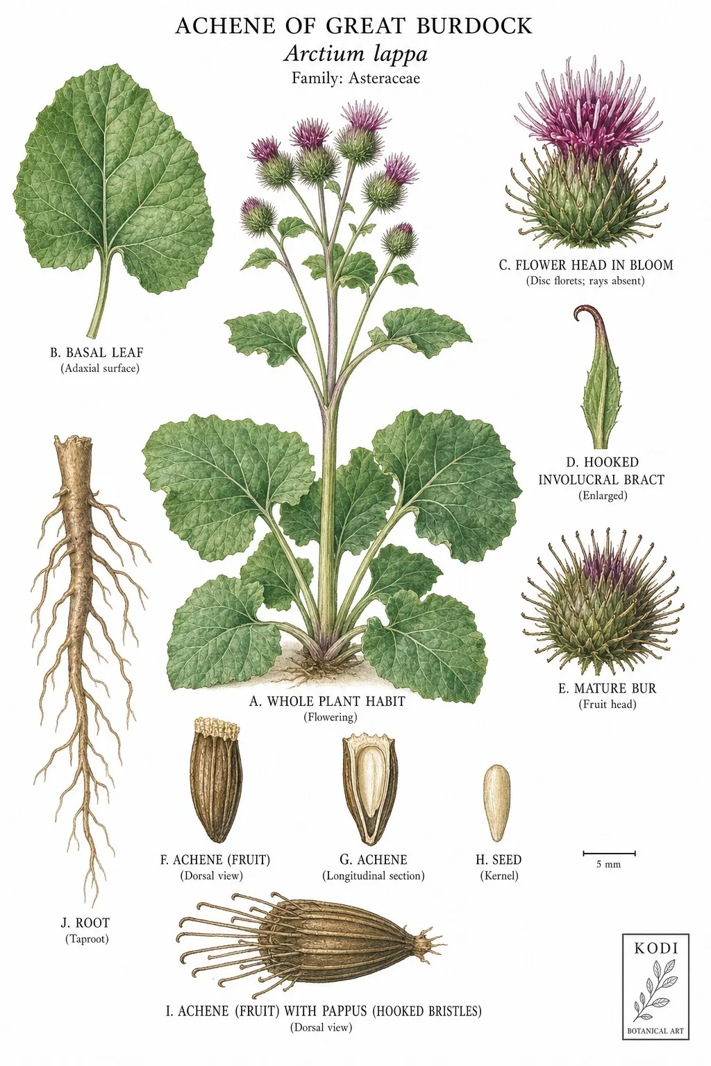 Botanical plate of Great Burdock leaves, flowers, roots, and seeds by Kodi