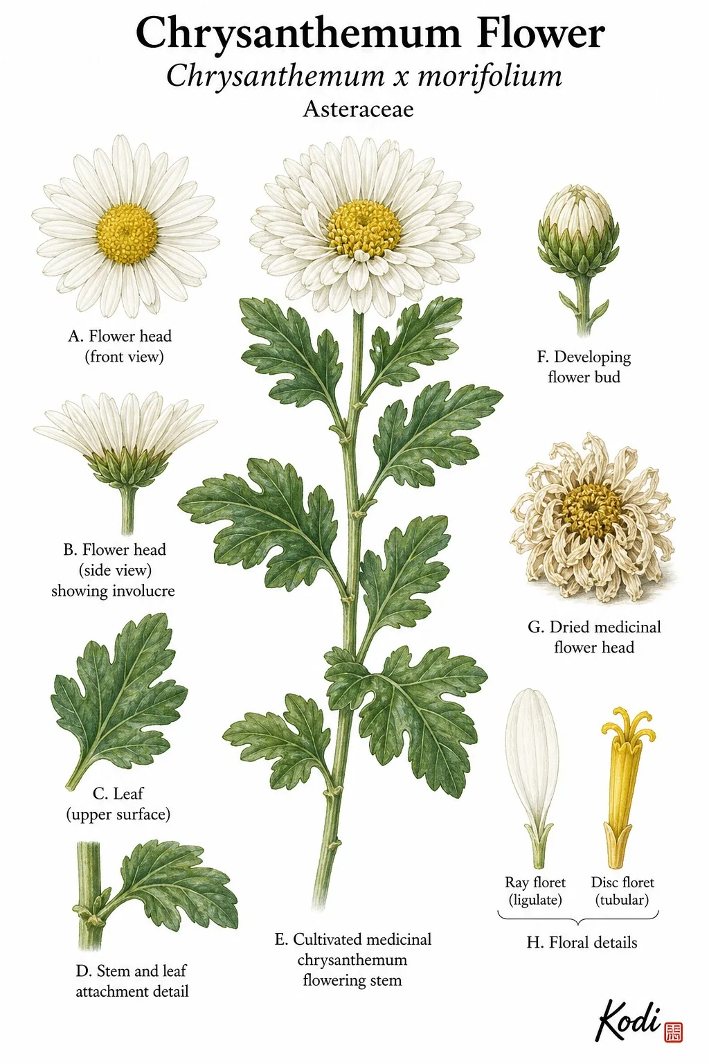 Botanical plate of white chrysanthemum flowers by Kodi