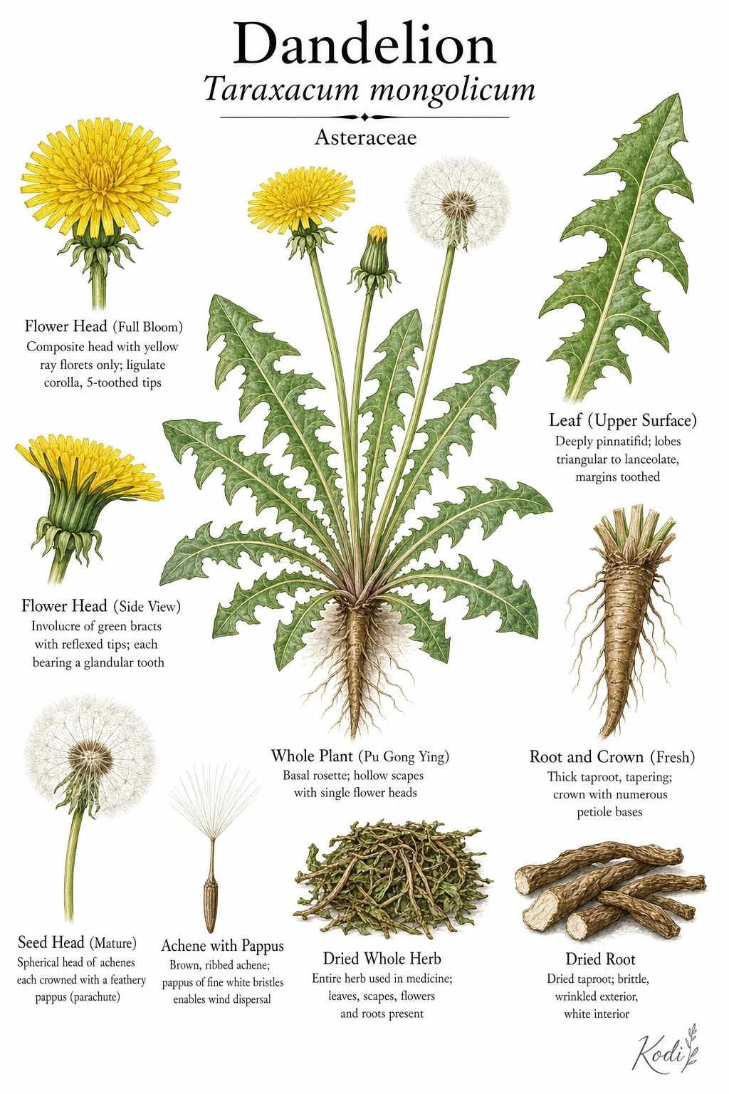 Botanical plate of dandelion flowers, seed head, leaves, and root by Kodi